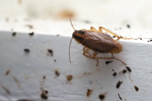 Notre zone d'activité pour ce service Intervention discrète pour une dératisation dans un restaurant/hôtel à