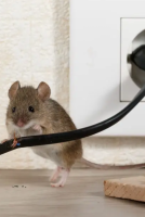 Notre zone d'activité pour ce service Entreprise de dératisation à