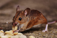 Nos prestations sur le secteur de Muret en Haute-Garonne 31600